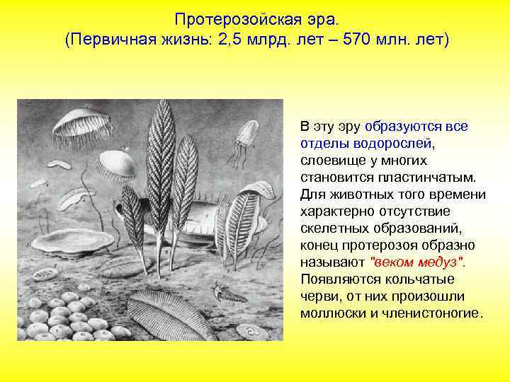 Протерозойская эра. (Первичная жизнь: 2, 5 млрд. лет – 570 млн. лет) В эту