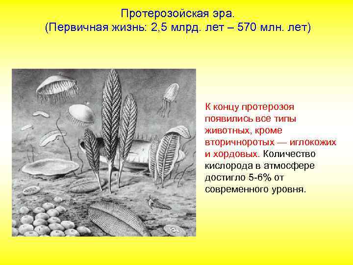 Протерозойская эра. (Первичная жизнь: 2, 5 млрд. лет – 570 млн. лет) К концу
