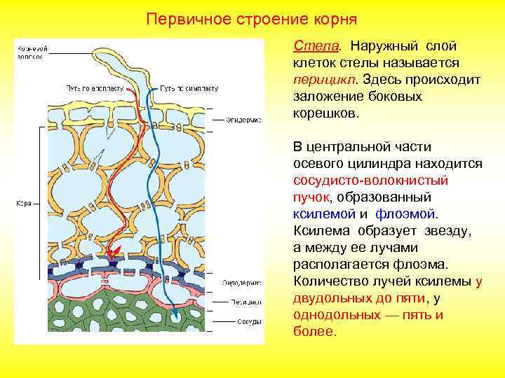 Первичное строение корня Стела. Наружный слой клеток стелы называется перицикл. Здесь происходит заложение боковых