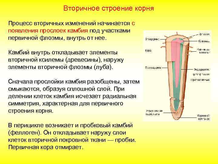 Вторичное строение корня Процесс вторичных изменений начинается с появления прослоек камбия под участками первичной