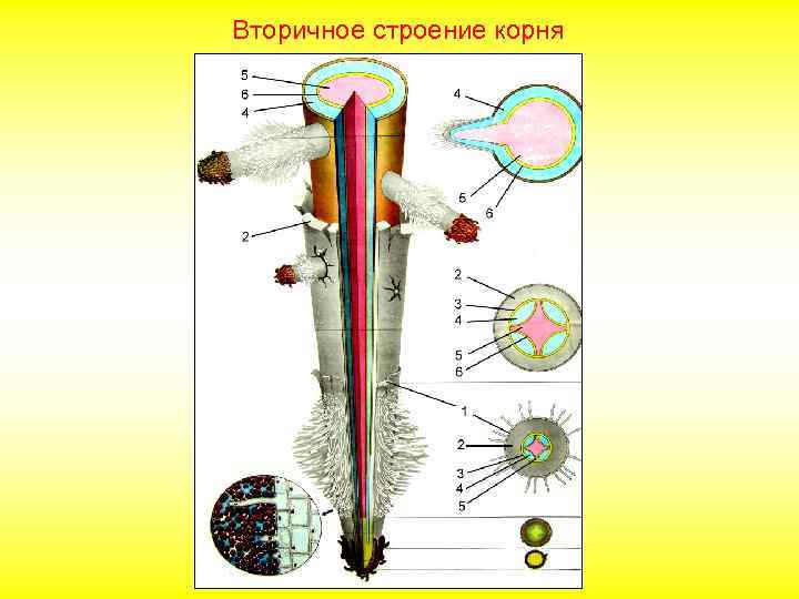 Вторичное строение корня 
