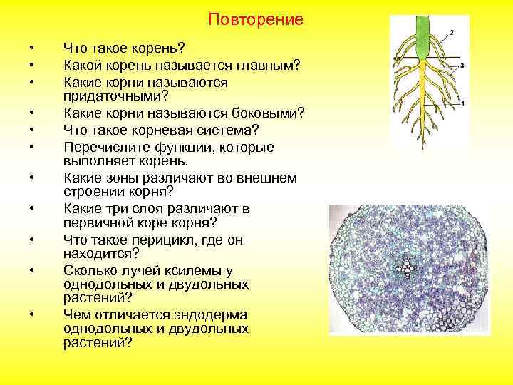 Повторение • • • Что такое корень? Какой корень называется главным? Какие корни называются