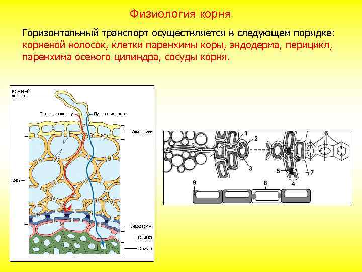 Физиология корня Горизонтальный транспорт осуществляется в следующем порядке: корневой волосок, клетки паренхимы коры, эндодерма,