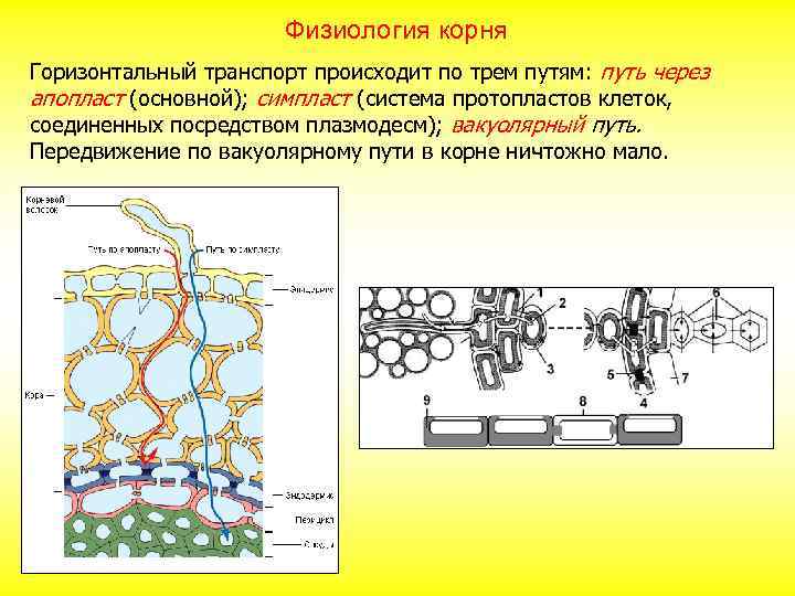 Сосуды корня расположены. Клеточная стенка эндодермы. Эндодерма корня выполняет роль:. Паренхима клеточная стенка. Транспорт по симпласту и апопласту.