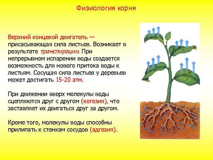 Физиология корня Верхний концевой двигатель — присасывающая сила листьев. Возникает в результате транспирации. При