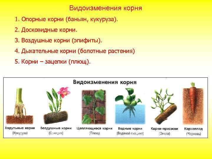 Видоизменения корня 1. Опорные корни (баньян, кукуруза). 2. Досковидные корни. 3. Воздушные корни (эпифиты).