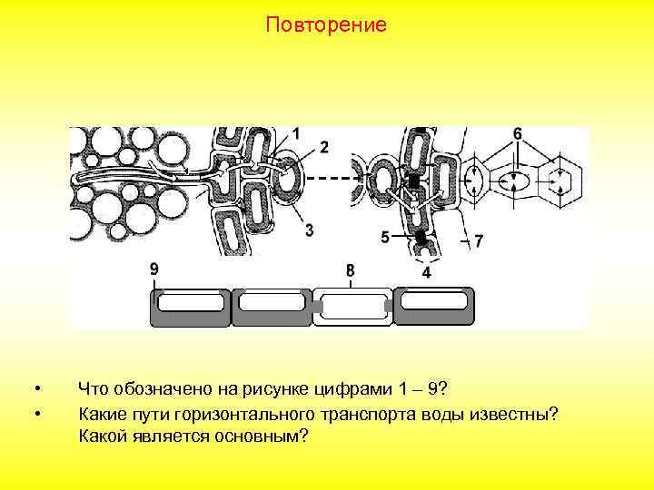 Повторение • • Что обозначено на рисунке цифрами 1 – 9? Какие пути горизонтального