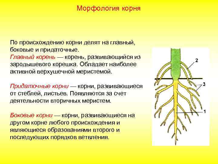 Морфология корня По происхождению корни делят на главный, боковые и придаточные. Главный корень —
