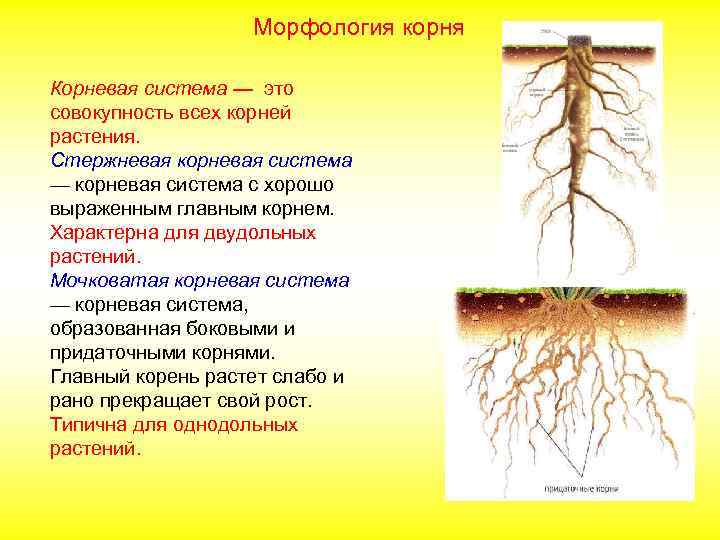 Морфология корня Корневая система — это совокупность всех корней растения. Стержневая корневая система —