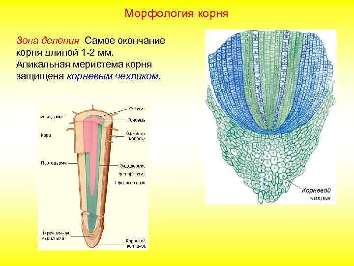 Морфология корня Зона деления. Самое окончание корня длиной 1 -2 мм. Апикальная меристема корня