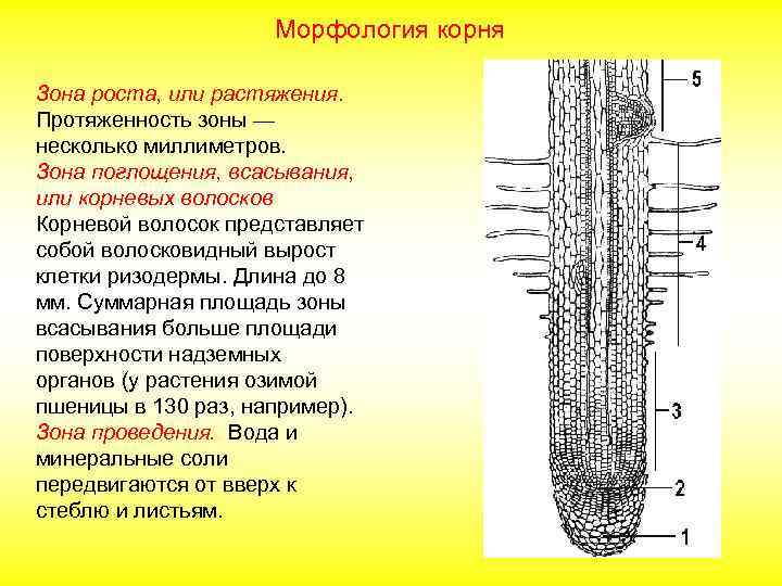 Морфология корня Зона роста, или растяжения. Протяженность зоны — несколько миллиметров. Зона поглощения, всасывания,