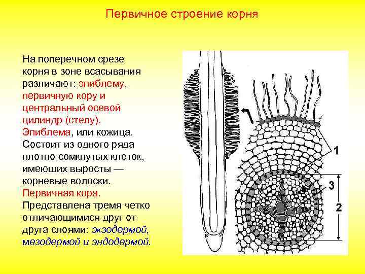 Первичное строение корня На поперечном срезе корня в зоне всасывания различают: эпиблему, первичную кору