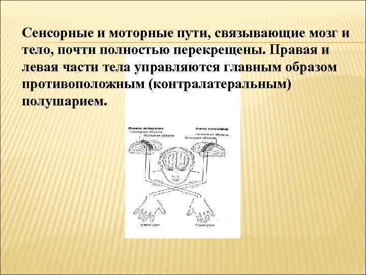 Сенсорные и моторные пути, связывающие мозг и тело, почти полностью перекрещены. Правая и левая