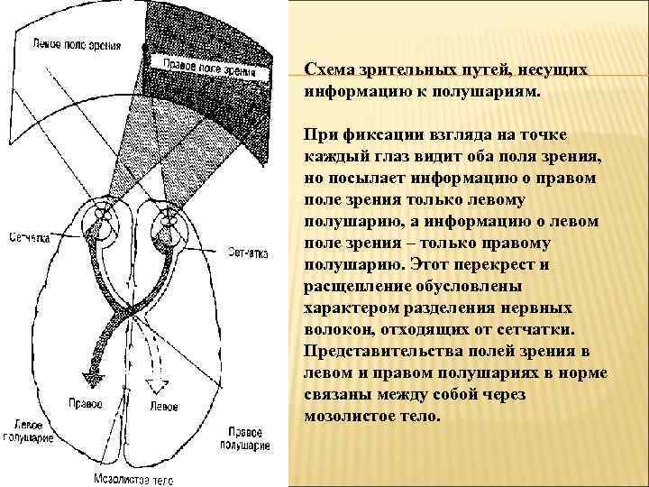 Схема зрительных путей, несущих информацию к полушариям. При фиксации взгляда на точке каждый глаз