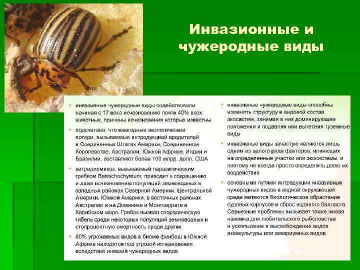 Инвазионные и чужеродные виды 