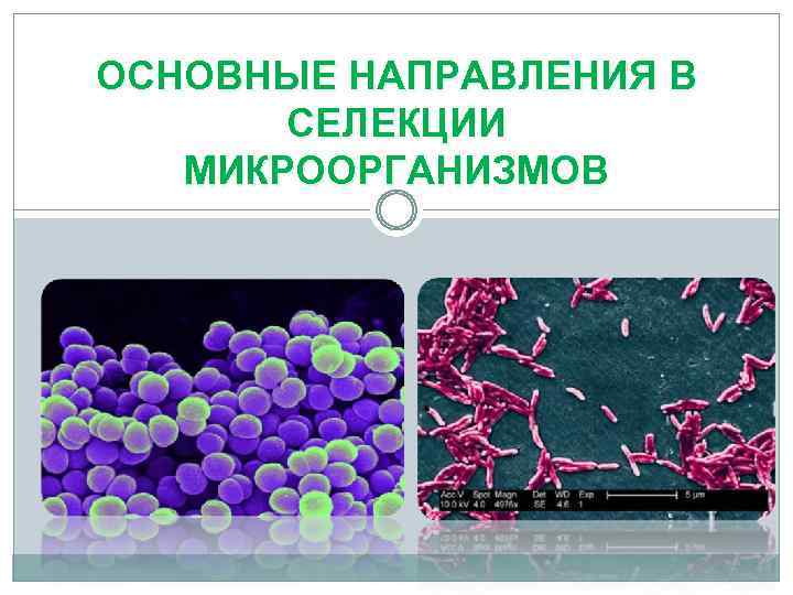 ОСНОВНЫЕ НАПРАВЛЕНИЯ В СЕЛЕКЦИИ МИКРООРГАНИЗМОВ 