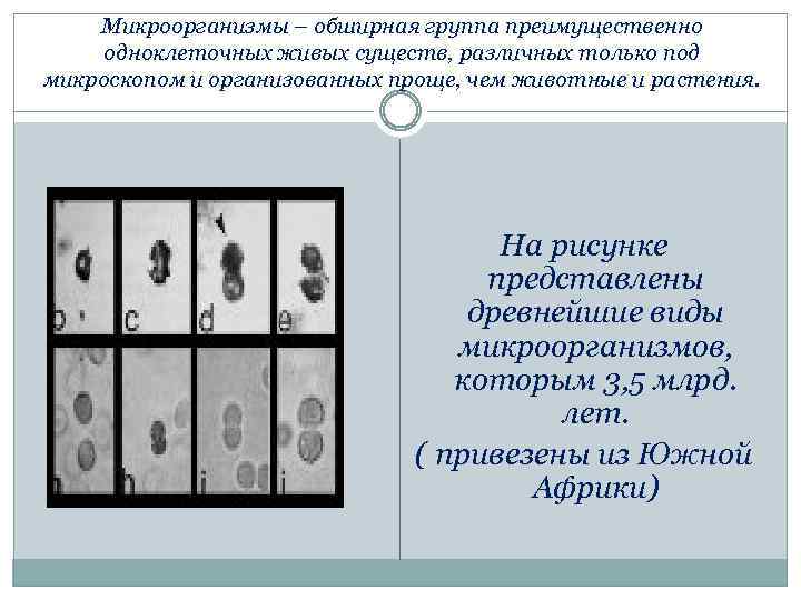 Микроорганизмы – обширная группа преимущественно одноклеточных живых существ, различных только под микроскопом и организованных