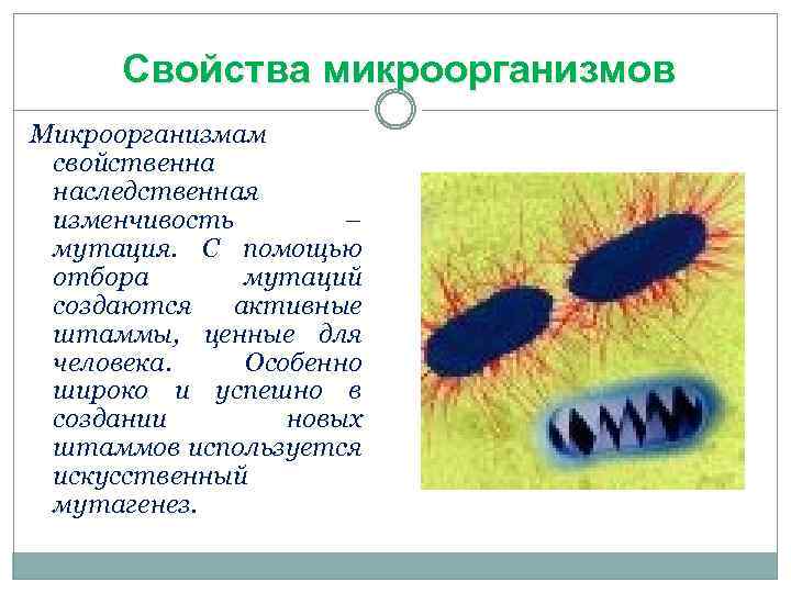 Свойства микроорганизмов Микроорганизмам свойственна наследственная изменчивость – мутация. С помощью отбора мутаций создаются активные