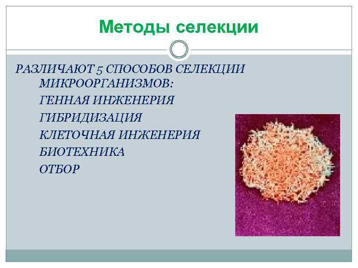 Упрощенная схема селекции микроорганизмов