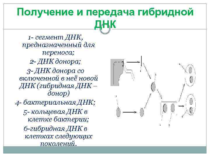Получение и передача гибридной ДНК 1 - сегмент ДНК, предназначенный для переноса; 2 -