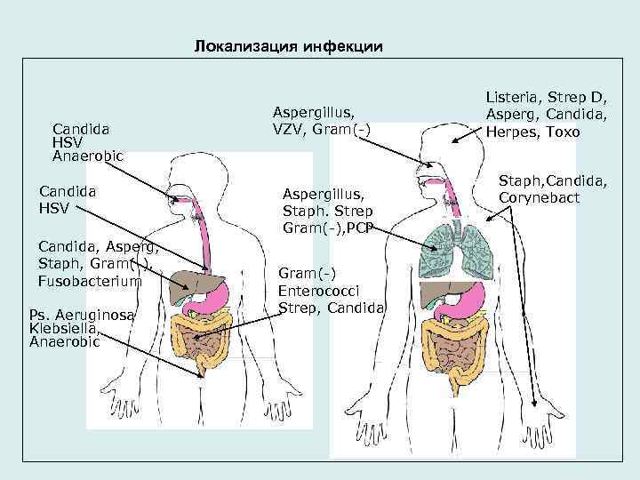  Локализация инфекции Candida HSV Anaerobic Candida HSV Candida, Asperg, Staph, Gram(-), Fusobacterium Ps.