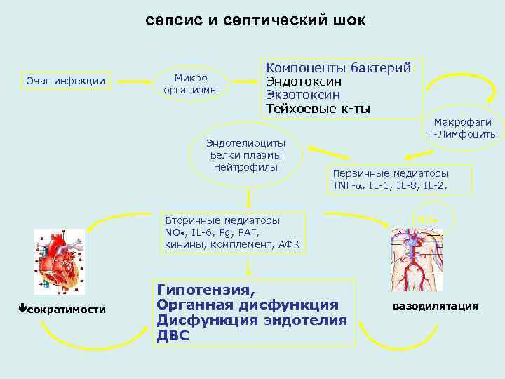  сепcис Очаг инфекции и септический шок Микро организмы Компоненты бактерий: Эндотоксин Экзотоксин Тейхоевые