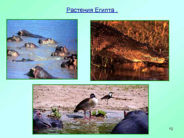 Растения Египта. 10 