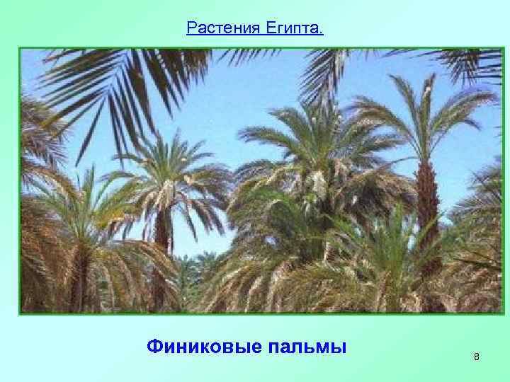 Растения Египта. Финиковые пальмы 8 