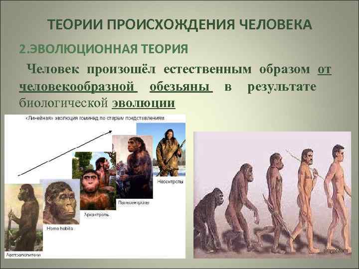 ТЕОРИИ ПРОИСХОЖДЕНИЯ ЧЕЛОВЕКА 2. ЭВОЛЮЦИОННАЯ ТЕОРИЯ Человек произошёл естественным образом от человекообразной обезьяны в