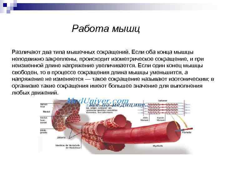 Работа мышц Различают два типа мышечных сокращений. Если оба конца мышцы неподвижно закреплены, происходит