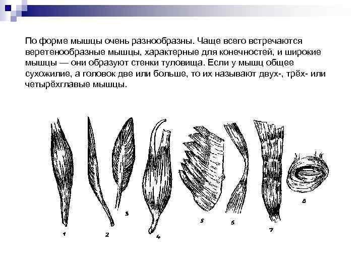 По форме мышцы очень разнообразны. Чаще всего встречаются веретенообразные мышцы, характерные для конечностей, и