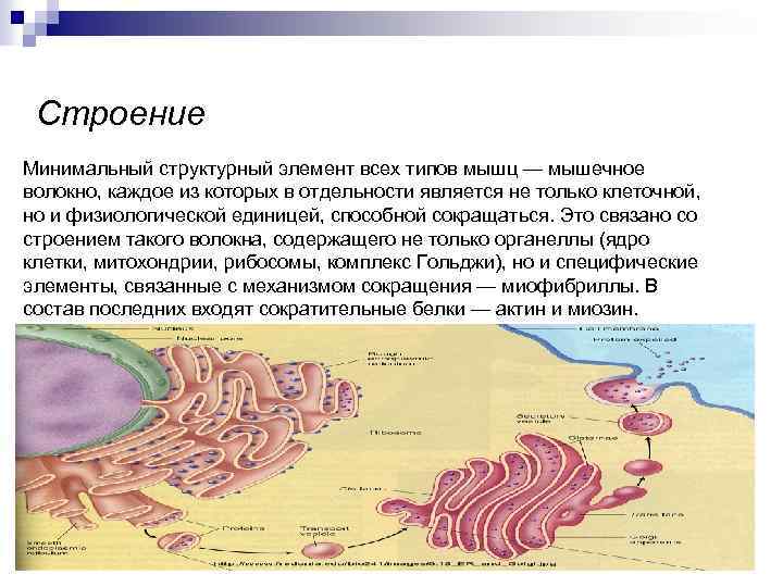 Строение Минимальный структурный элемент всех типов мышц — мышечное волокно, каждое из которых в