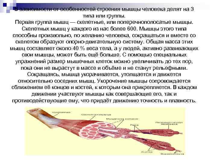 В зависимости от особенностей строения мышцы человека делят на 3 типа или группы. Первая