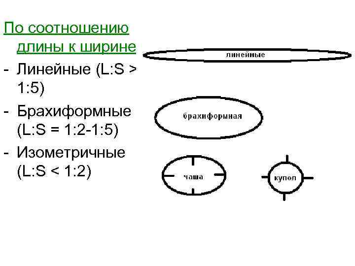 По соотношению длины к ширине - Линейные (L: S > 1: 5) - Брахиформные