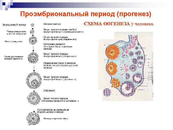 Онтогенез возрастная анатомия