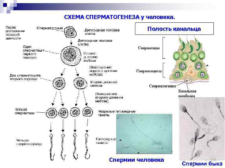 СХЕМА СПЕРМАТОГЕНЕЗА у человека. Полость канальца Спермии человека Спермии быка 