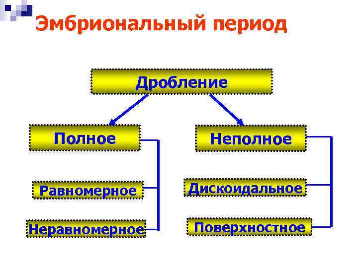 Эмбриональный период Дробление Полное Равномерное Неравномерное Неполное Дискоидальное Поверхностное 