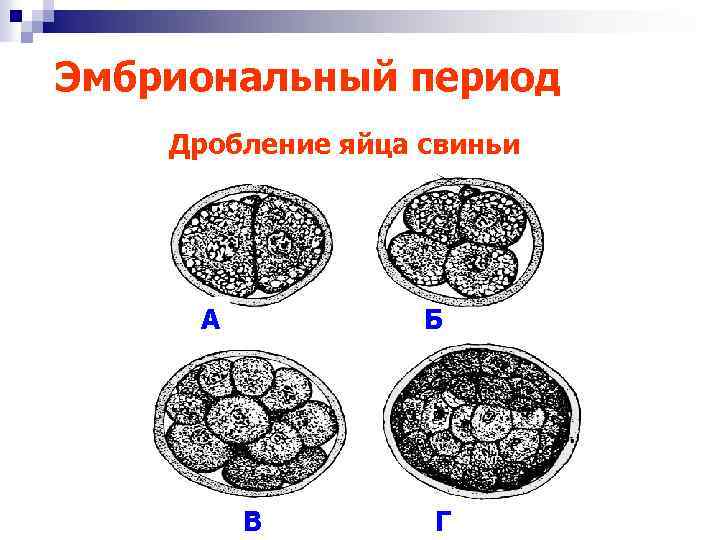 Эмбриональный период Дробление яйца свиньи А Б В Г 