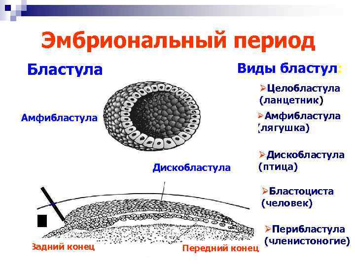 Эмбриональный период Бластула Виды бластул: ØЦелобластула (ланцетник) ØАмфибластула (лягушка) Амфибластула Дискобластула ØДискобластула (птица) ØБластоциста