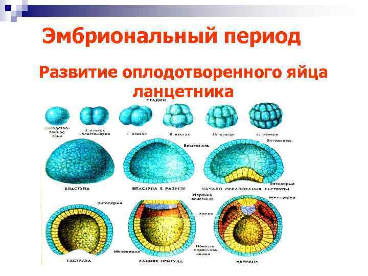 Эмбриональный период Развитие оплодотворенного яйца ланцетника 