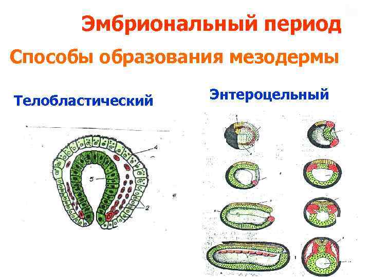 Эмбриональный период Способы образования мезодермы Телобластический Энтероцельный 