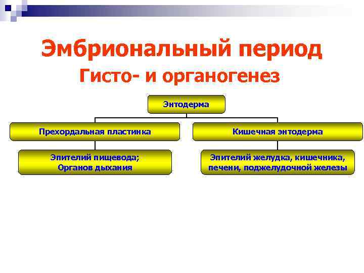 Эмбриональный период Гисто- и органогенез Энтодерма Прехордальная пластинка Кишечная энтодерма Эпителий пищевода; Органов дыхания