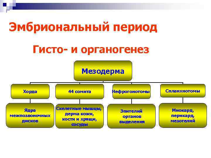 Эмбриональный период Гисто- и органогенез Мезодерма Хорда 44 сомита Нефрогонотомы Спланхнотомы Ядра межпозвоночных дисков