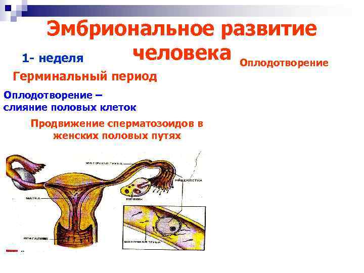 План по оплодотворению всех девушек