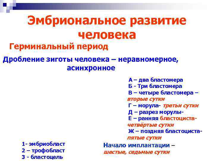 Эмбриональное развитие человека Герминальный период Дробление зиготы человека – неравномерное, асинхронное А – два