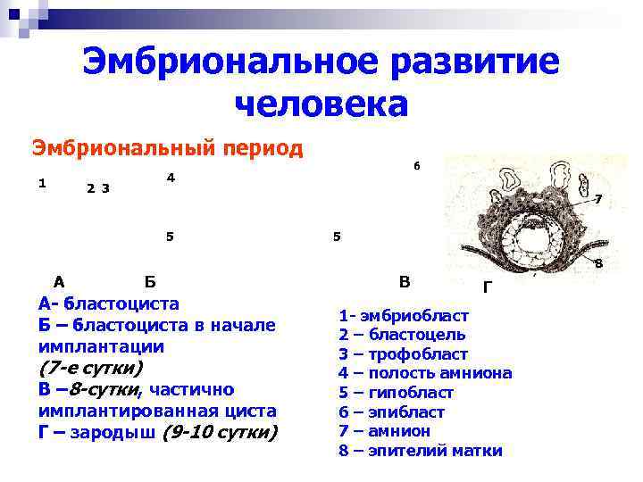 Эмбриональное развитие человека Эмбриональный период 1 6 4 2 3 7 5 5 8