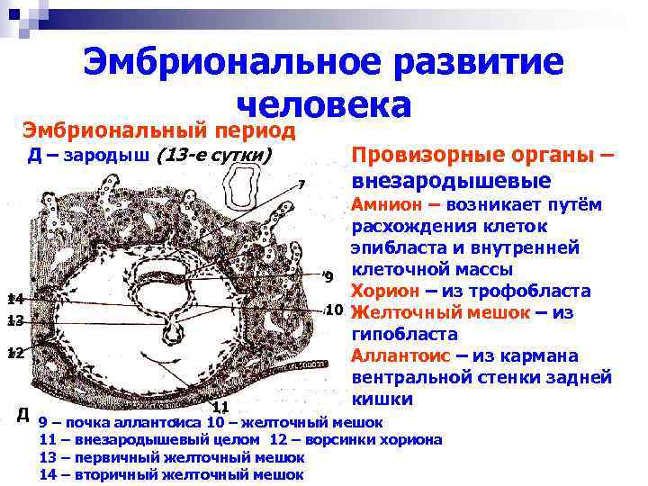 Установите соответствие между характеристиками и структурами эмбриона обозначенными цифрами на схеме