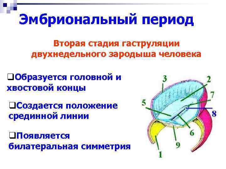 Эмбриональный период Вторая стадия гаструляции двухнедельного зародыша человека q. Образуется головной и хвостовой концы