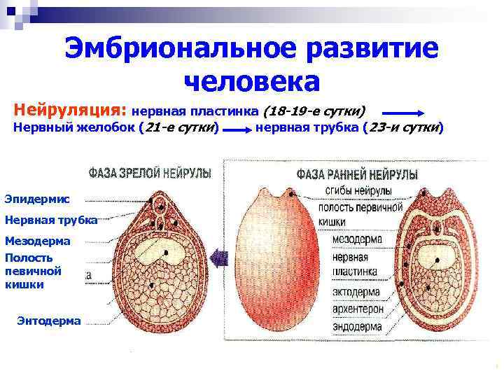 Эмбриональное развитие человека Нейруляция: нервная пластинка (18 -19 -е сутки) Нервный желобок (21 -е