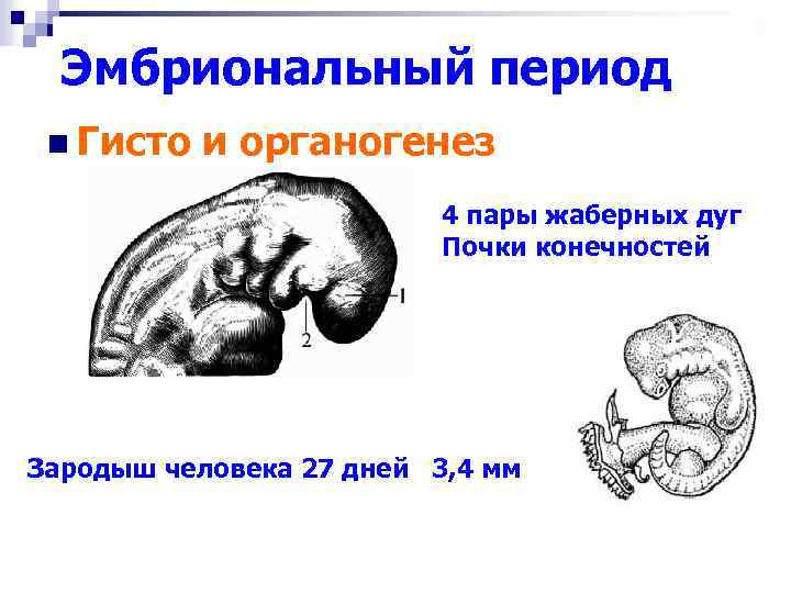 Эмбриональный период n Гисто и органогенез 4 пары жаберных дуг Почки конечностей Зародыш человека